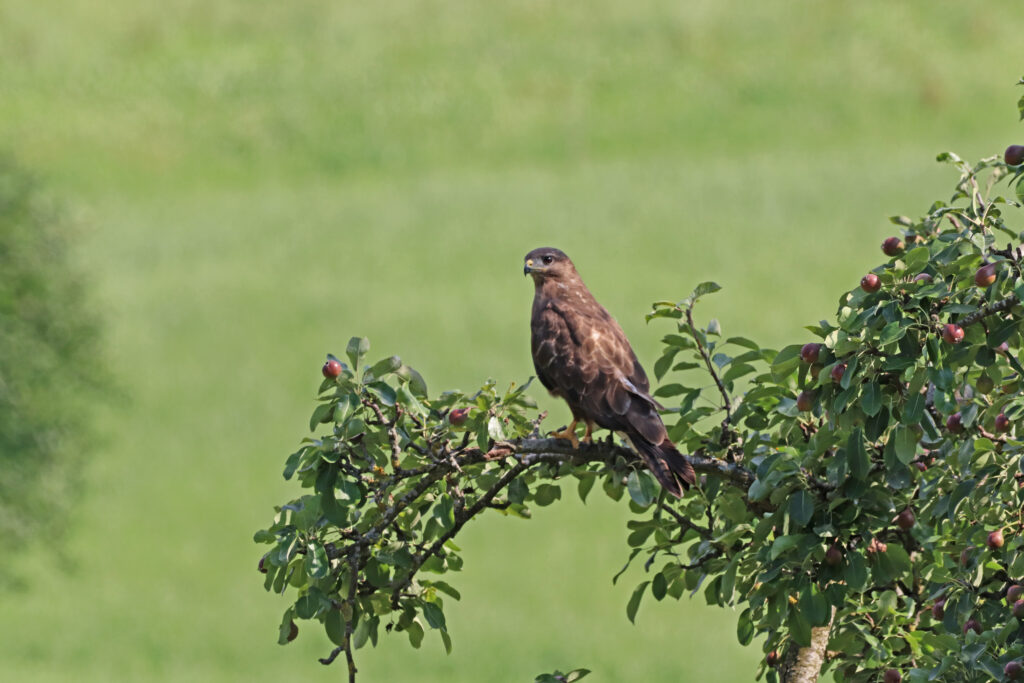 Mäusebussard